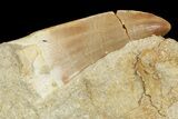Mosasaur (Mosasaurus) Tooth In Rock #70441-1